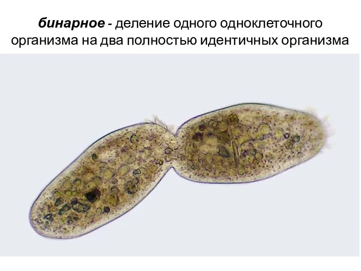 бинарное - деление одного одноклеточного организма на два полностью идентичных организма