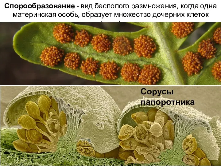 Спорообразование - вид бесполого размножения, когда одна материнская особь, образует множество дочерних клеток (спор) Сорусы папоротника