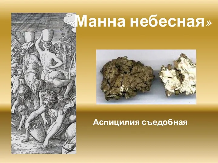 Аспицилия съедобная «Манна небесная»