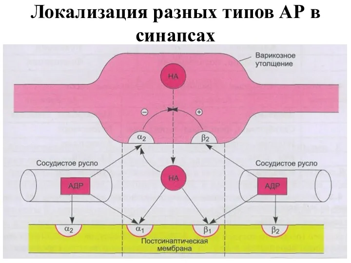 Локализация разных типов АР в синапсах