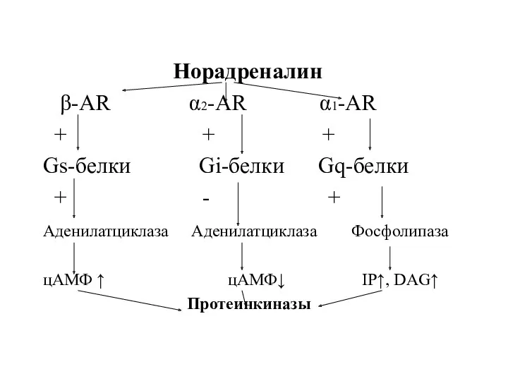 Норадреналин β-АR α2-АR α1-АR + + + Gs-белки Gi-белки Gq-белки