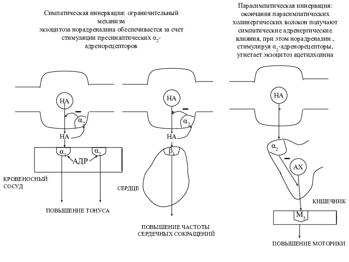 НА α1 α1 АДР ПОВЫШЕНИЕ ТОНУСА α2 НА КРОВЕНОСНЫЙ СОСУД