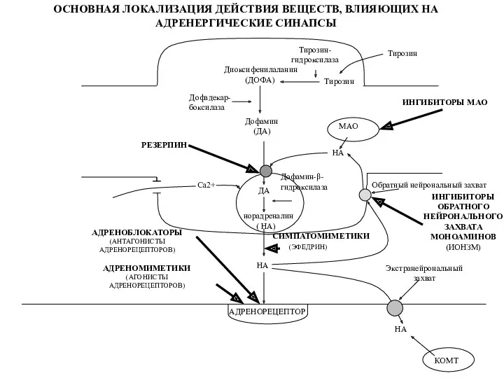 ДА норадреналин ( НА) НА ОСНОВНАЯ ЛОКАЛИЗАЦИЯ ДЕЙСТВИЯ ВЕЩЕСТВ, ВЛИЯЮЩИХ