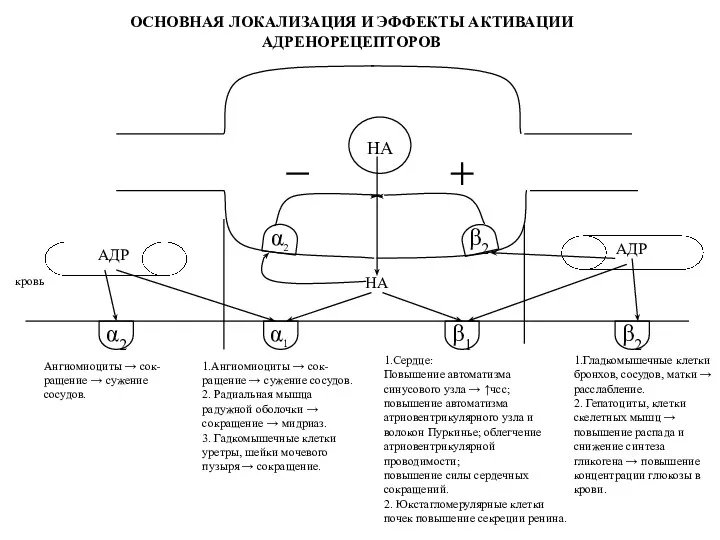 НА НА АДР АДР β1 α2 α1 кровь 1.Ангиомиоциты →