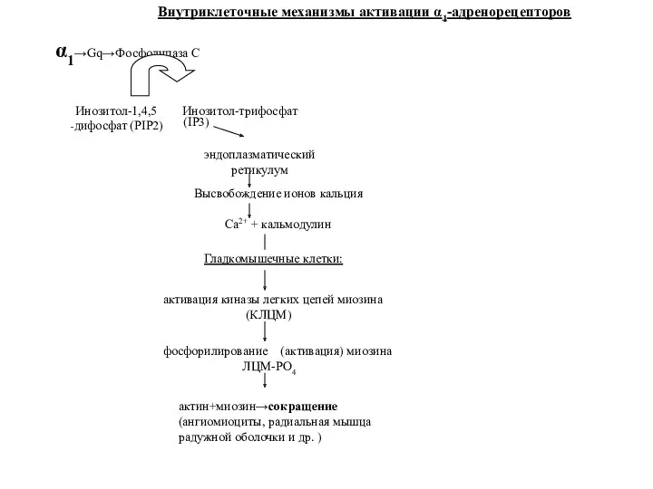 α1→Gq→Фосфолипаза С Инозитол-1,4,5 Инозитол-трифосфат -дифосфат (PIP2) (IP3) эндоплазматический ретикулум Высвобождение