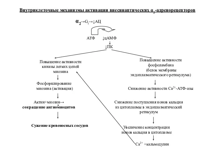 α2→Gi→↓АЦ АТФ ↓цАМФ ↓ПК Повышение активности киназы легких цепей миозина