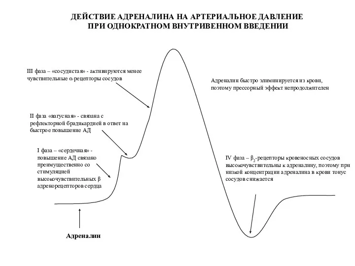 Адреналин I фаза – «сердечная» - повышение АД связано преимущественно