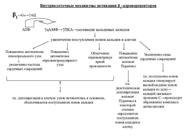 β1→Gs→↑АЦ АТФ ↑цАМФ→↑ПКА→активация кальцивых каналов увеличение поступления ионов кальция в