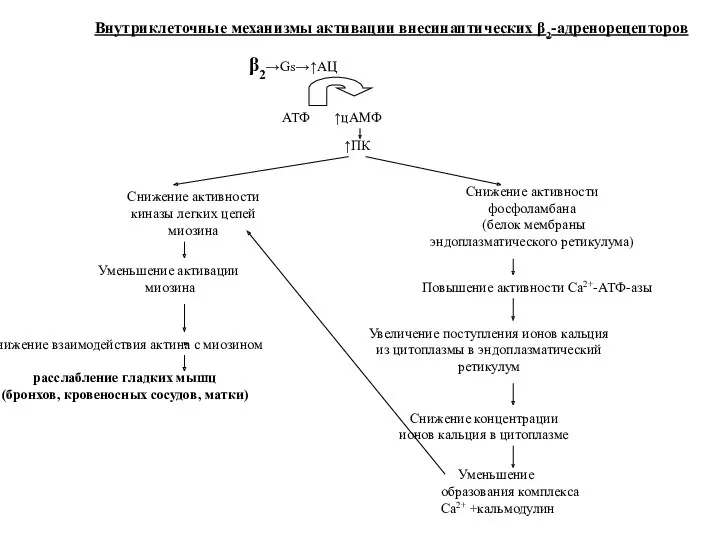 β2→Gs→↑АЦ АТФ ↑цАМФ ↑ПК Снижение активности киназы легких цепей миозина