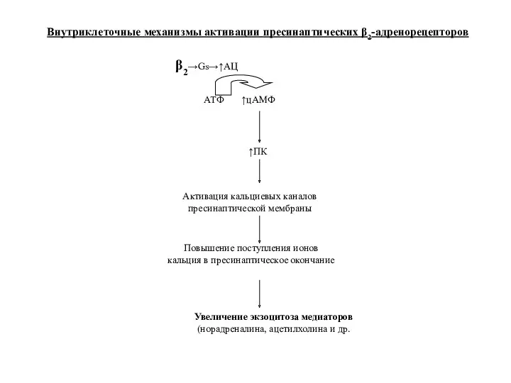 β2→Gs→↑АЦ АТФ ↑цАМФ ↑ПК Активация кальциевых каналов пресинаптической мембраны Повышение