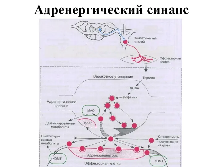 Адренергический синапс