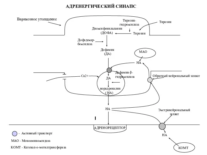 ДА норадреналин ( НА) НА АДРЕНЕРГИЧЕСКИЙ СИНАПС Ca2+ Тирозин Тирозин