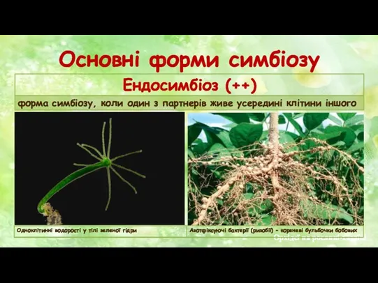 Орхідеї на рослині-хазяїні Основні форми симбіозу