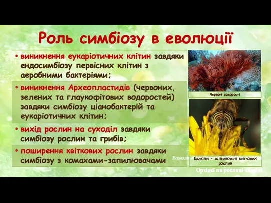 Роль симбіозу в еволюції Орхідеї на рослині-хазяїні Бджоли - запилювачі квіткових рослин