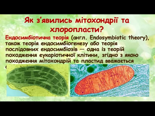 Як з’явились мітохондрії та хлоропласти? Ендосимбіотична теорія (англ. Endosymbiotic theory),