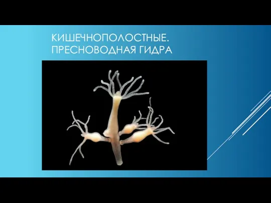 КИШЕЧНОПОЛОСТНЫЕ. ПРЕСНОВОДНАЯ ГИДРА