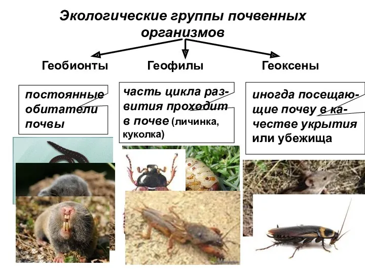 Экологические группы почвенных организмов Геобионты Геофилы Геоксены постоянные обитатели почвы