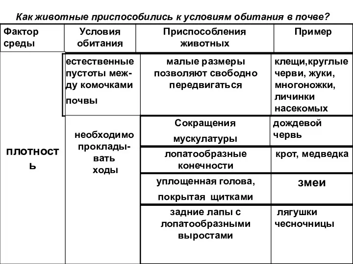 Как животные приспособились к условиям обитания в почве? плотность необходимо проклады- вать ходы