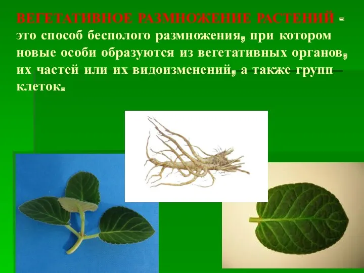 ВЕГЕТАТИВНОЕ РАЗМНОЖЕНИЕ РАСТЕНИЙ -это способ бесполого размножения, при котором новые