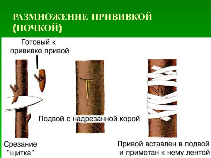 РАЗМНОЖЕНИЕ ПРИВИВКОЙ (ПОЧКОЙ)