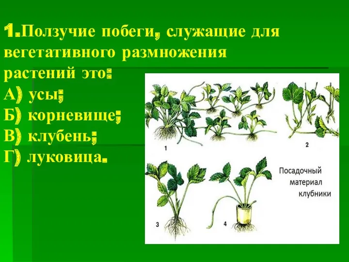 1.Ползучие побеги, служащие для вегетативного размножения растений это: А) усы; Б) корневище; В) клубень; Г) луковица.