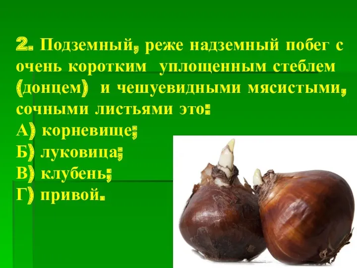 2. Подземный, реже надземный побег с очень коротким уплощенным стеблем