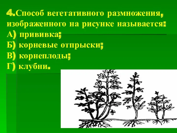 4.Способ вегетативного размножения, изображенного на рисунке называется: А) прививка; Б) корневые отпрыски; В) корнеплоды; Г) клубни.