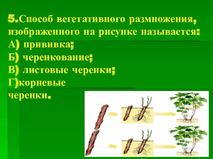 5.Способ вегетативного размножения, изображенного на рисунке называется: А) прививка; Б) черенкование; В) листовые черенки; Г)корневые черенки.