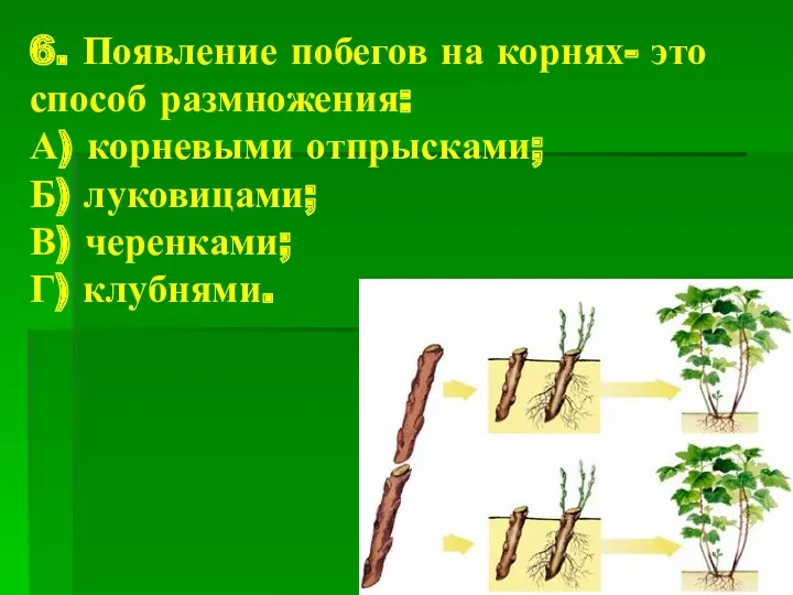6. Появление побегов на корнях- это способ размножения: А) корневыми