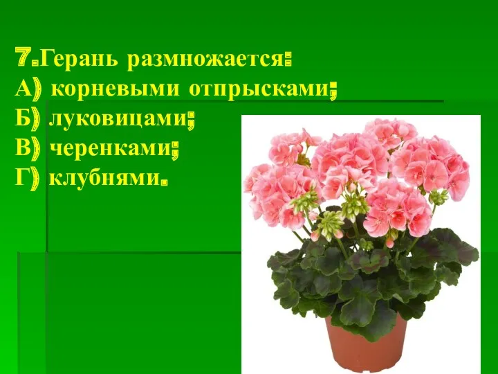 7.Герань размножается: А) корневыми отпрысками; Б) луковицами; В) черенками; Г) клубнями.