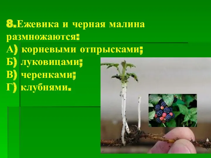 8.Ежевика и черная малина размножаются: А) корневыми отпрысками; Б) луковицами; В) черенками; Г) клубнями.