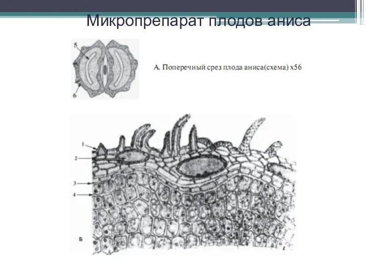 Микропрепарат плодов аниса