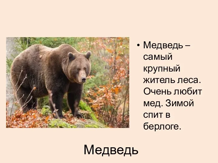 Медведь Медведь – самый крупный житель леса. Очень любит мед. Зимой спит в берлоге.