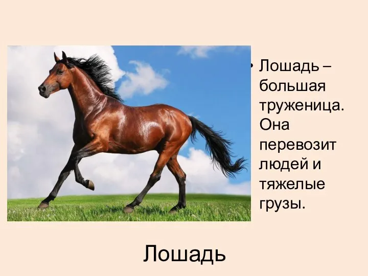 Лошадь Лошадь – большая труженица. Она перевозит людей и тяжелые грузы.