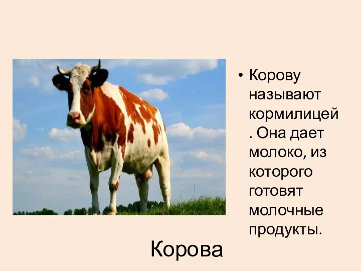 Корова Корову называют кормилицей. Она дает молоко, из которого готовят молочные продукты.