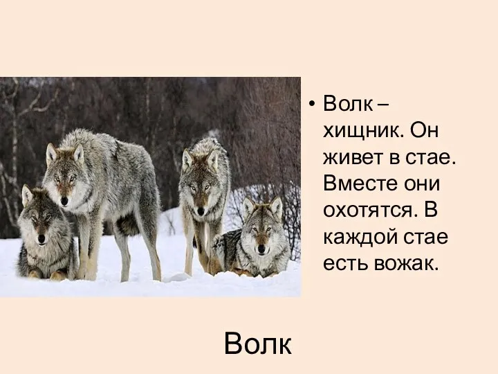 Волк Волк – хищник. Он живет в стае. Вместе они охотятся. В каждой стае есть вожак.
