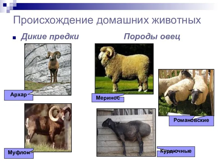 Происхождение домашних животных Дикие предки Породы овец Архар Муфлон Меринос Романовские Курдючные