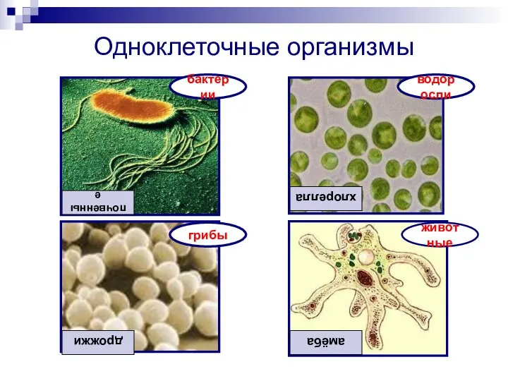 Одноклеточные организмы бактерии грибы водоросли животные почвенные дрожжи хлорелла амёба