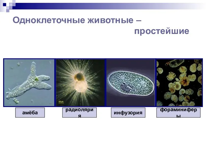 Одноклеточные животные – простейшие амёба инфузория радиолярия фораминиферы