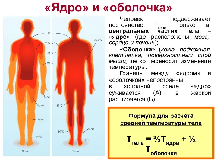 «Ядро» и «оболочка» Человек поддерживает постоянство Ттела только в центральных