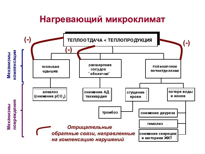 Нагревающий микроклимат Механизмы компенсации Механизмы повреждения Отрицательные обратные связи, направленные на компенсацию нарушений (-) (-) (-)