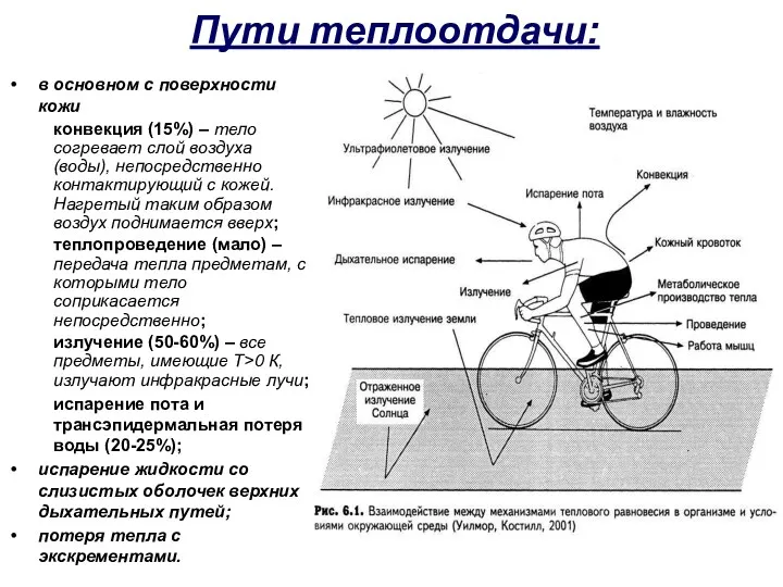 Пути теплоотдачи: в основном с поверхности кожи конвекция (15%) – тело согревает слой