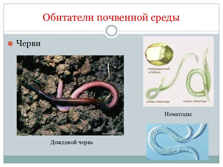 Обитатели почвенной среды Черви Дождевой червь Нематоды