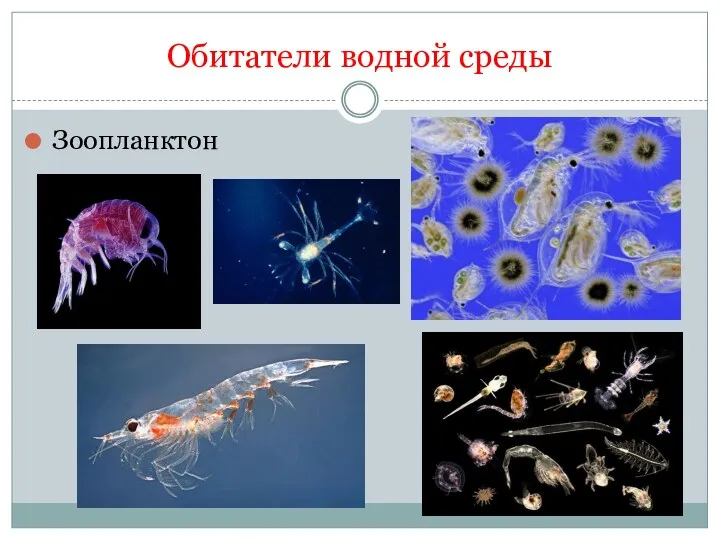 Обитатели водной среды Зоопланктон