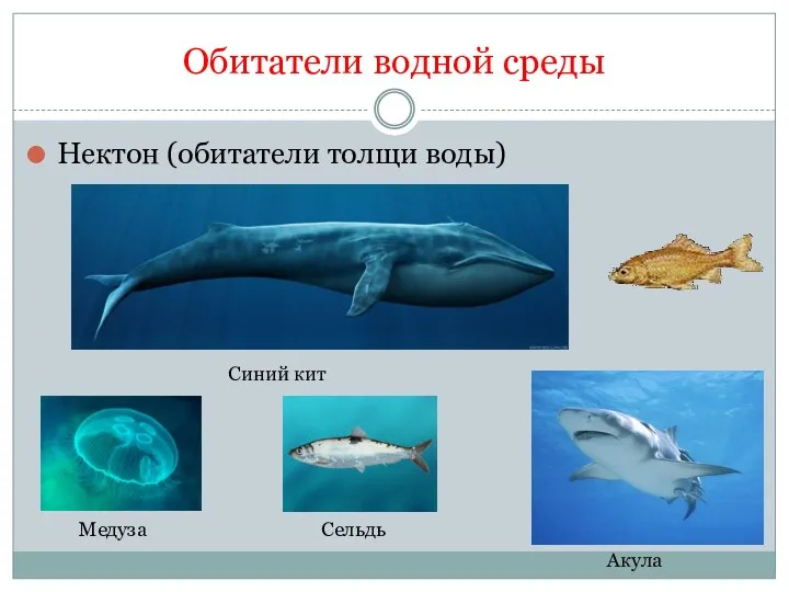 Обитатели водной среды Нектон (обитатели толщи воды) Синий кит Медуза Сельдь Акула