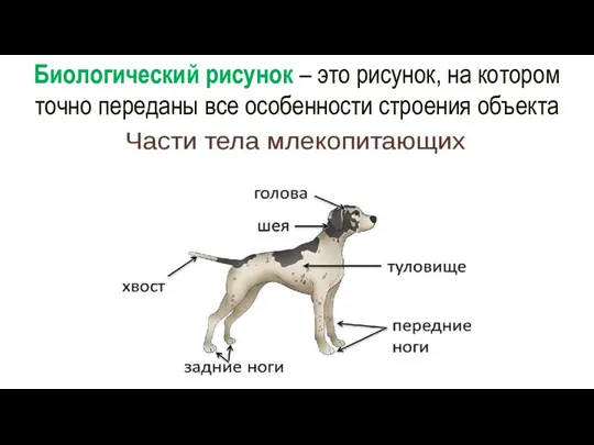 Биологический рисунок – это рисунок, на котором точно переданы все особенности строения объекта