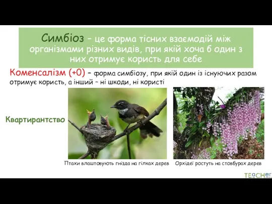 Симбіоз – це форма тісних взаємодій між організмами різних видів,
