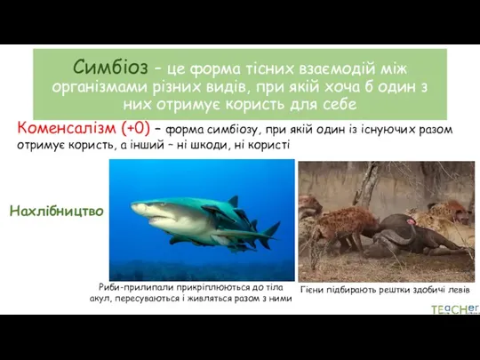 Симбіоз – це форма тісних взаємодій між організмами різних видів,