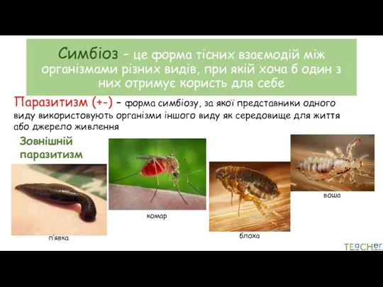 Симбіоз – це форма тісних взаємодій між організмами різних видів,