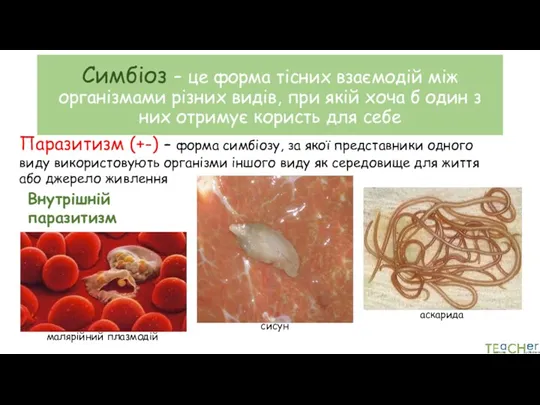 Симбіоз – це форма тісних взаємодій між організмами різних видів,